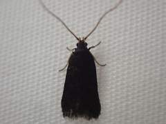Lecithocera terrigena