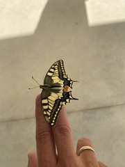 Papilio machaon
