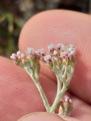 Image of Helichrysum indicum by (c) kevin koen, some rights reserved (CC BY-SA)