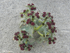 Euphorbia thinophila
