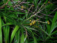 Dracaena americana