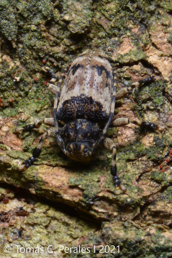 Eupromerella semigrisea