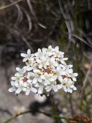 Pseudoselago rapunculoides