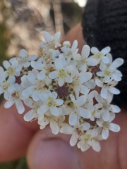 Pseudoselago rapunculoides