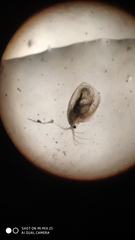 Simocephalus vetulus