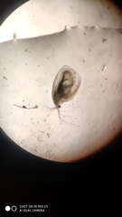 Simocephalus vetulus