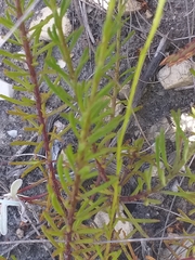 Pseudoselago rapunculoides