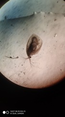 Simocephalus vetulus