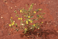 Sida calyxhymenia
