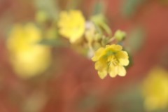 Sida calyxhymenia