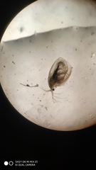 Simocephalus vetulus