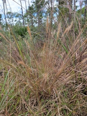 Aristida spiciformis