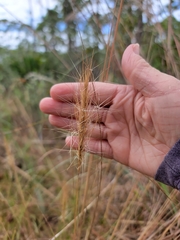 Aristida spiciformis