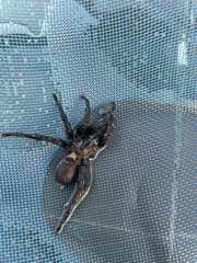 Amblyocarenum walckenaeri