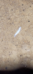 Sphalloplana