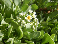 Heliotropium floridum