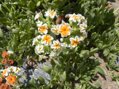 Heliotropium floridum