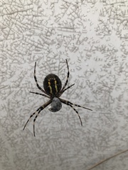 Argiope bruennichi