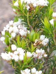 Diosma subulata