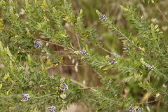 Psoralea spicata