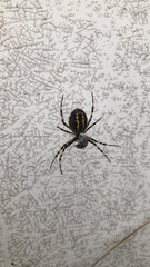 Argiope bruennichi
