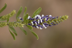 Psoralea spicata