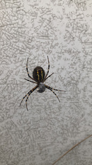 Argiope bruennichi