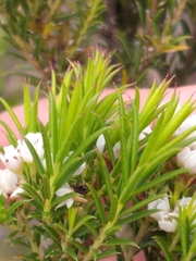 Diosma subulata
