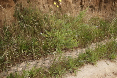 Psoralea spicata