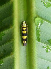 Platygonia spatulata