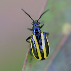 Lema confusa virgata