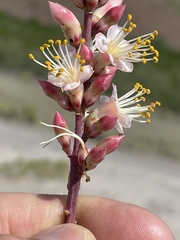 Fouquieria burragei
