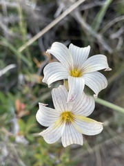 Olsynium biflorum