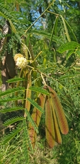 Mimosoideae