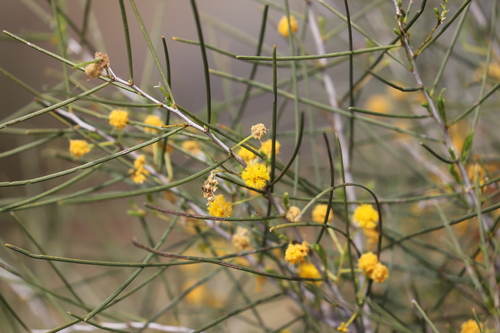 Acacia sclerosperma