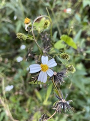 Bidens alba