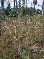 Aristida spiciformis