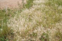 Bouteloua megapotamica