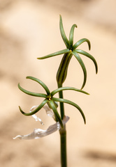 Tristagma ameghinoi