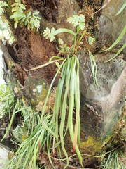 Haplopteris ensiformis