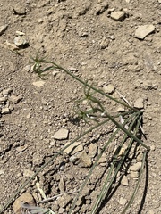 Tristagma ameghinoi