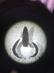 Athericidae