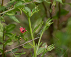 Portulaca cryptopetala