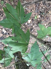 Liquidambar styraciflua image