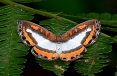 Nymphidium plinthobaphis