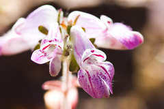 Collinsia tinctoria