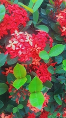 Ixora coccinea coccinea