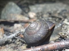 Pommerhelix monacha