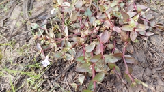Lindernia procumbens