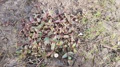 Lindernia procumbens